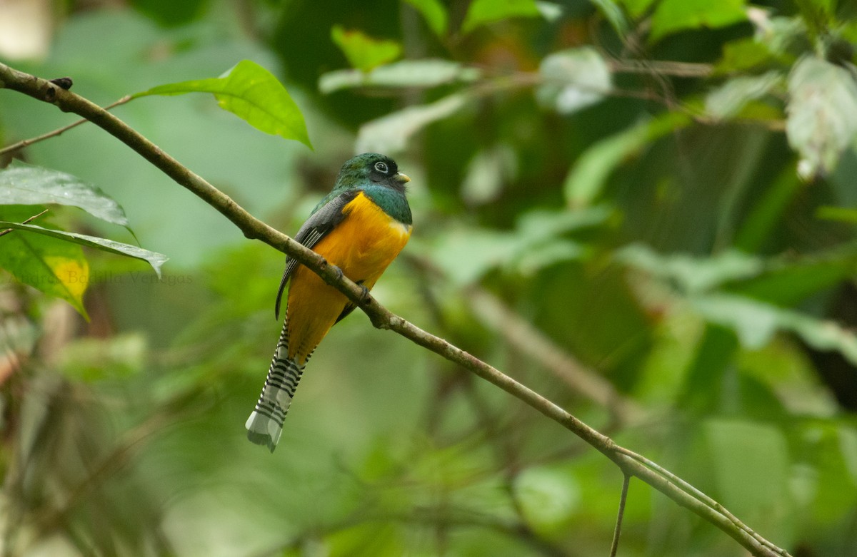 Northern Black-throated Trogon - Andrés  Badilla