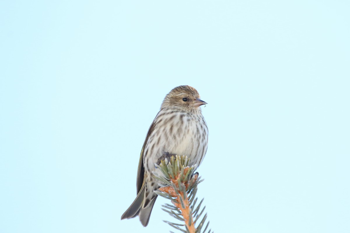 Pine Siskin - ML510498661