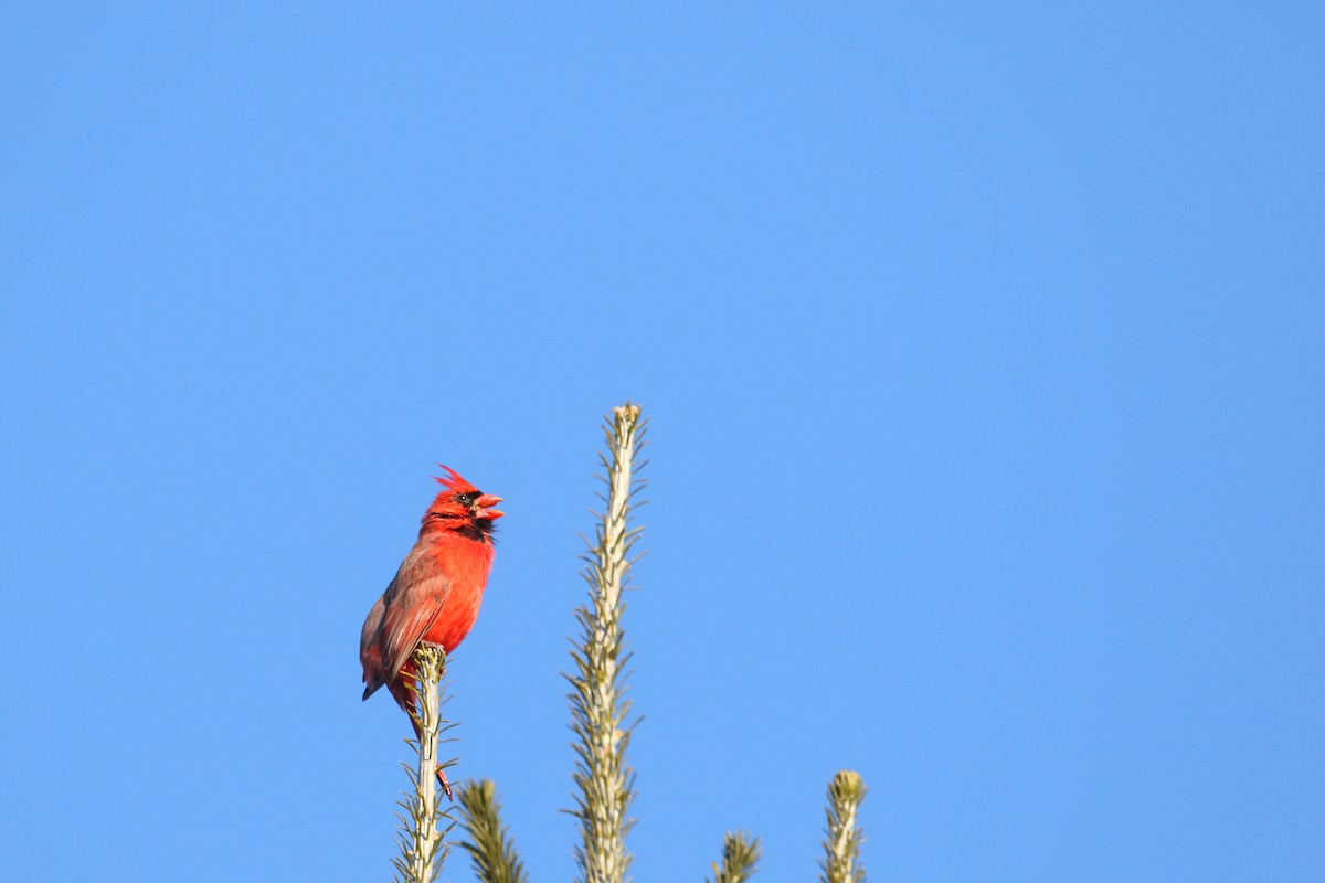 Northern Cardinal - ML510498681