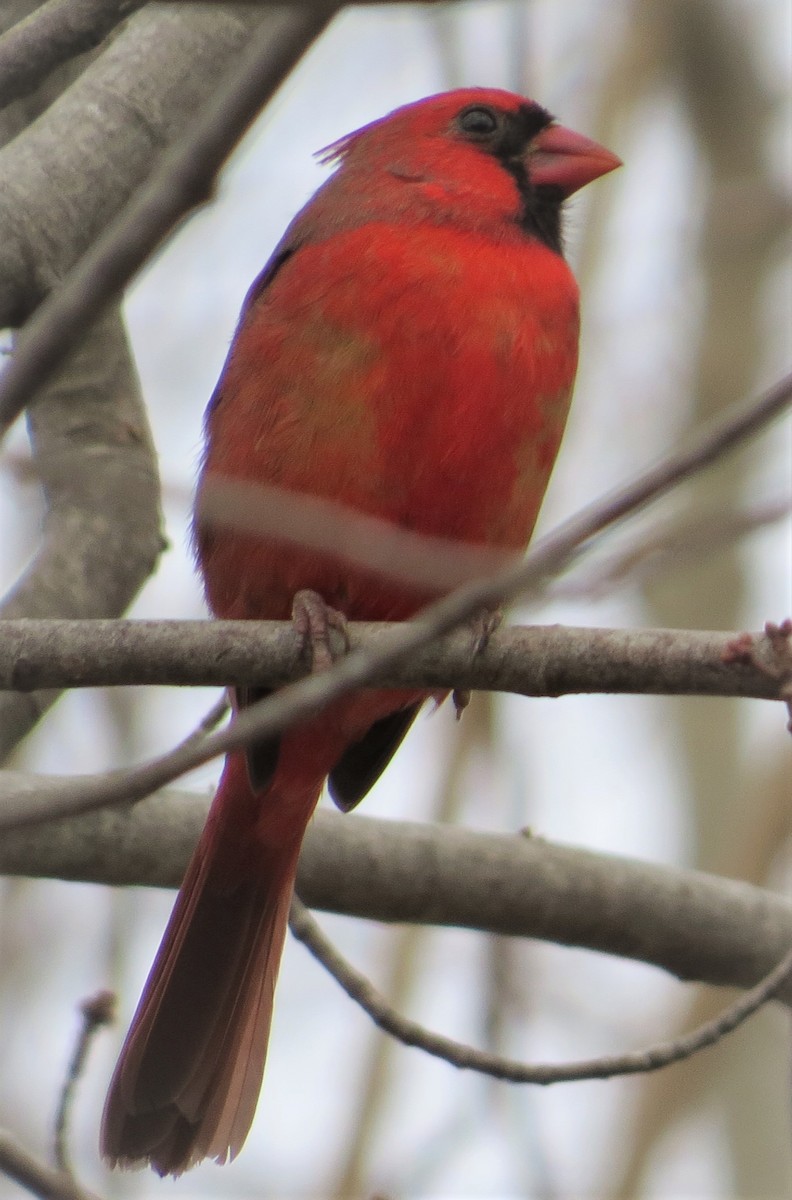 Northern Cardinal - ML510498721