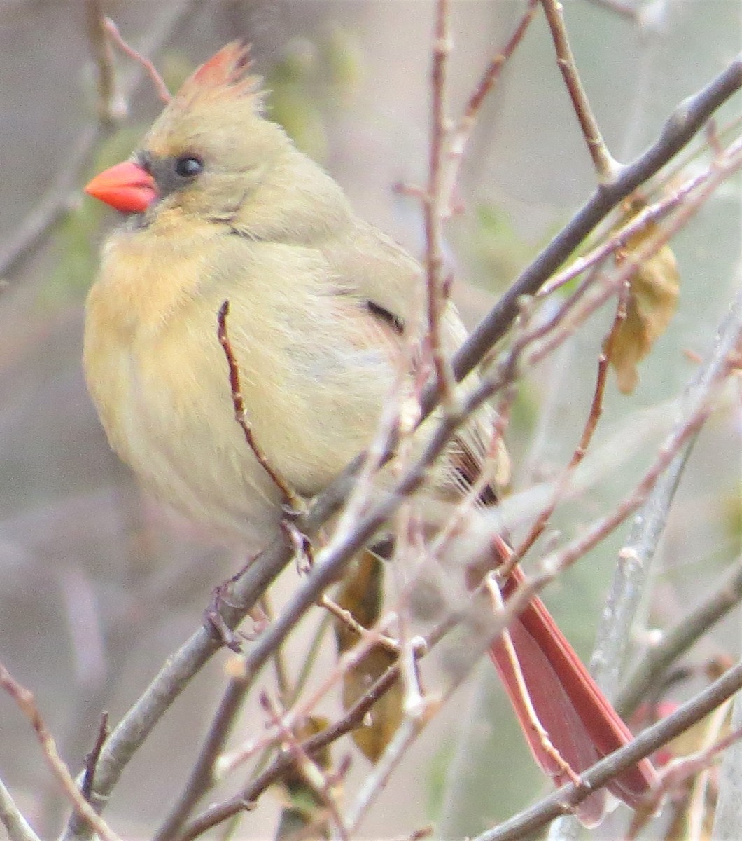 Northern Cardinal - ML510498821