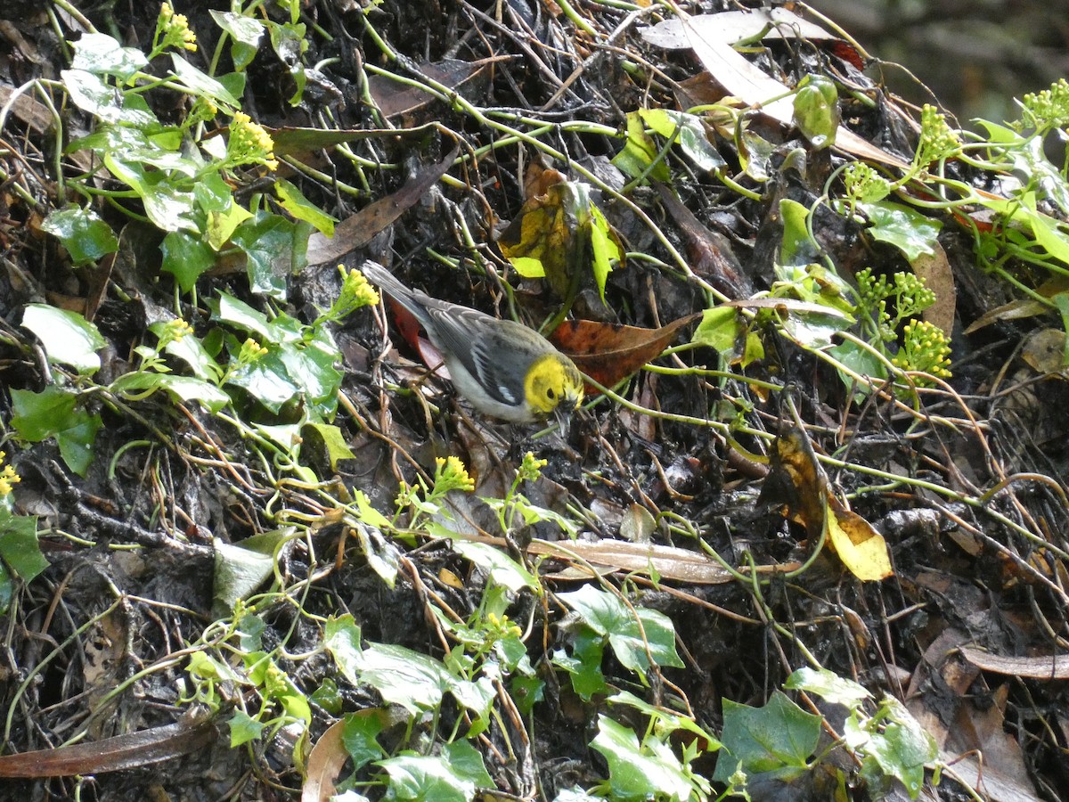 Paruline à tête jaune - ML510498931