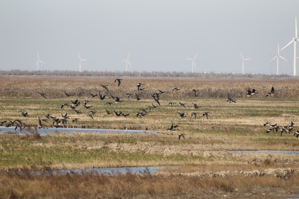 Tundra Bean-Goose - ML510499271