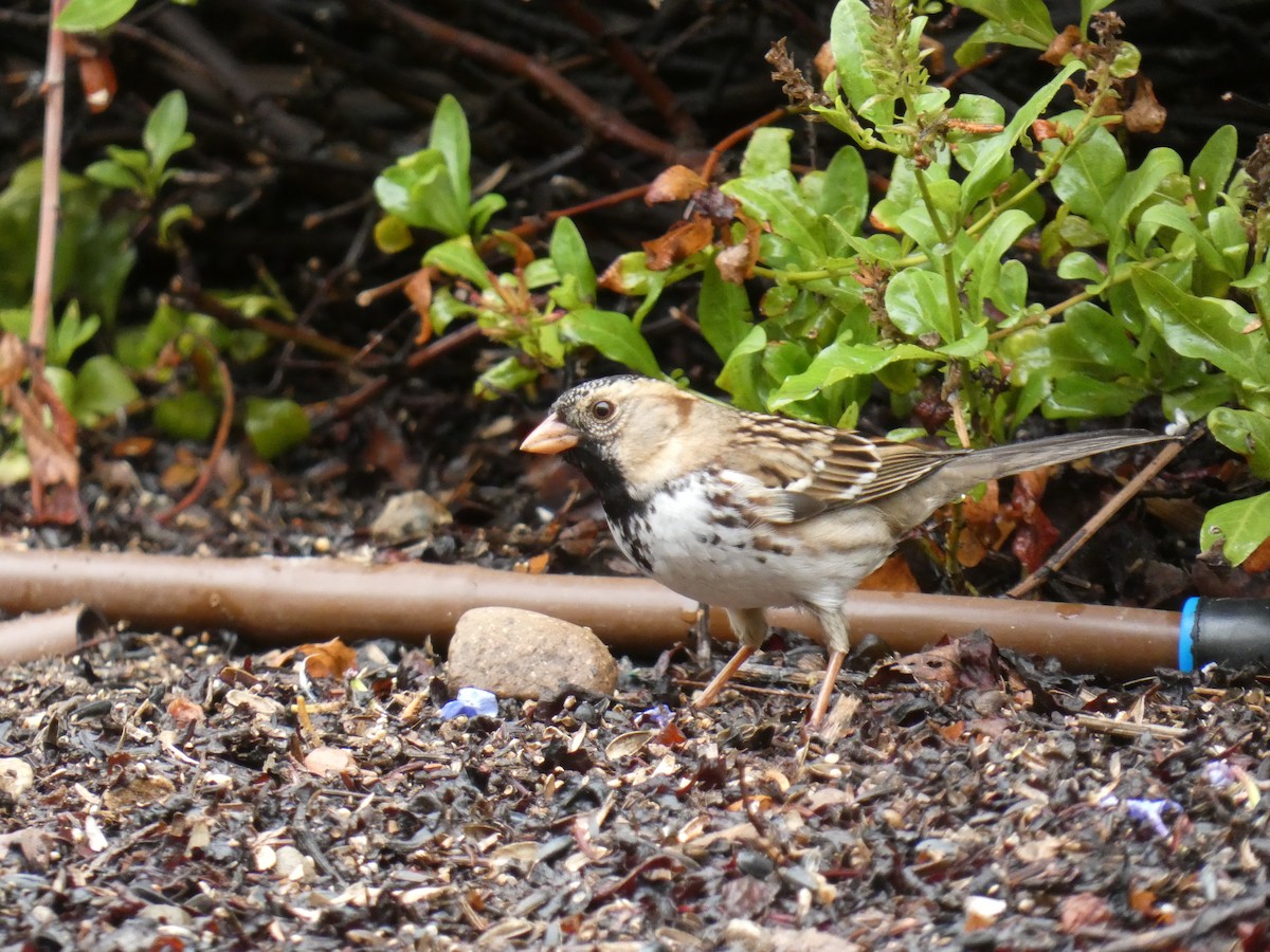 Harris's Sparrow - ML510499291