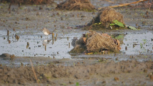 temmincksnipe - ML510499431