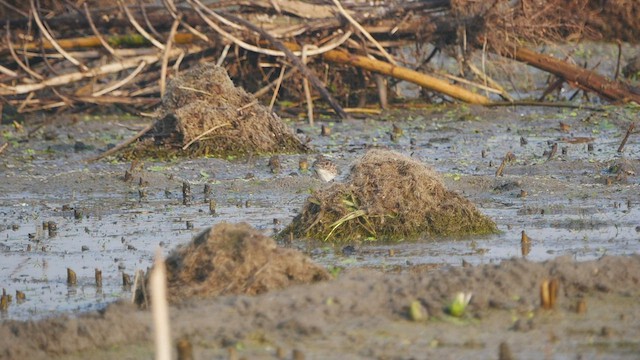 Langzehen-Strandläufer - ML510499781