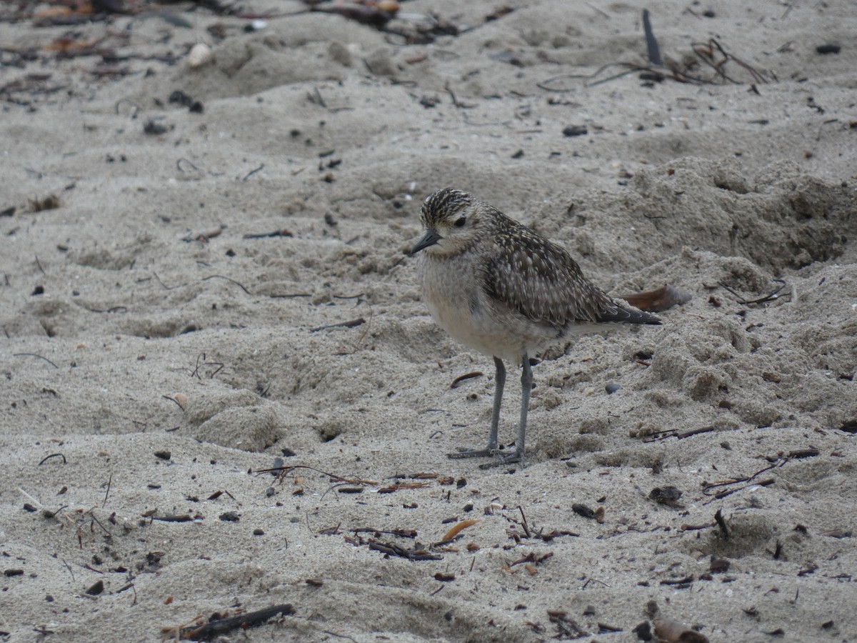 Pacific Golden-Plover - Lukas Le Grice