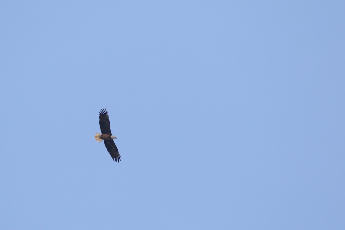 Bald Eagle - ML510500321