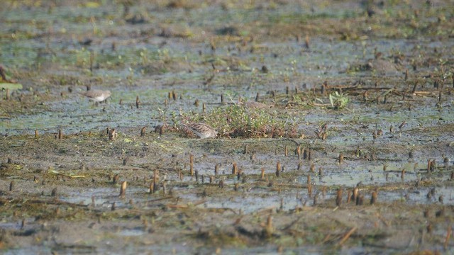 langtåsnipe - ML510500671