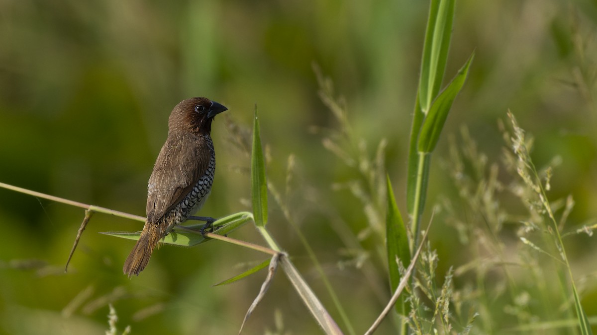 Scaly-breasted Munia - ML510501501