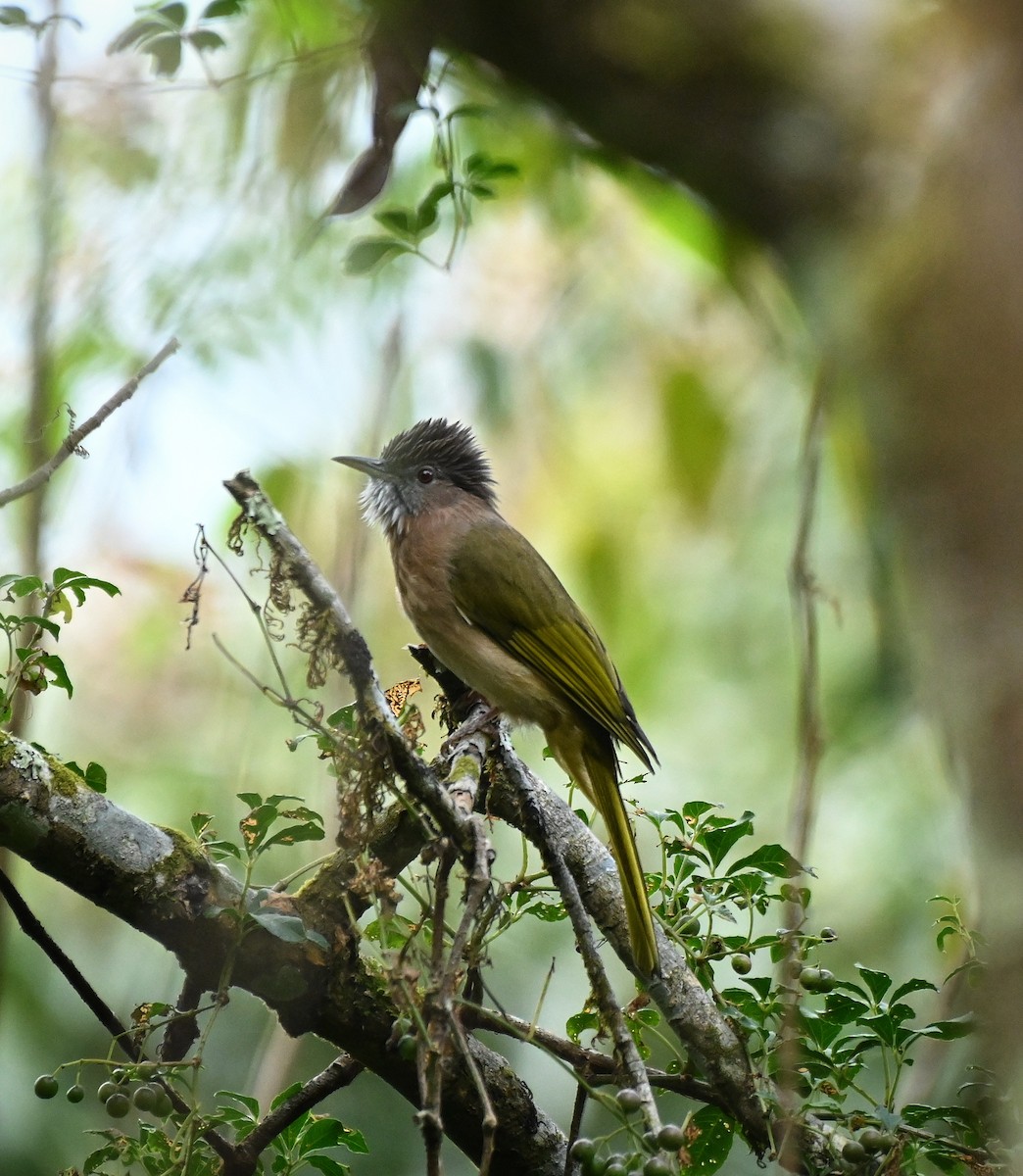 Mountain Bulbul - ML510501581