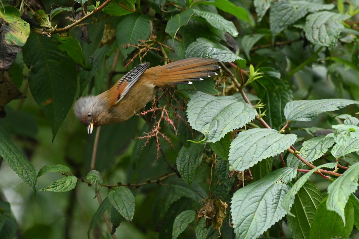 Rusty-fronted Barwing - ML510501821