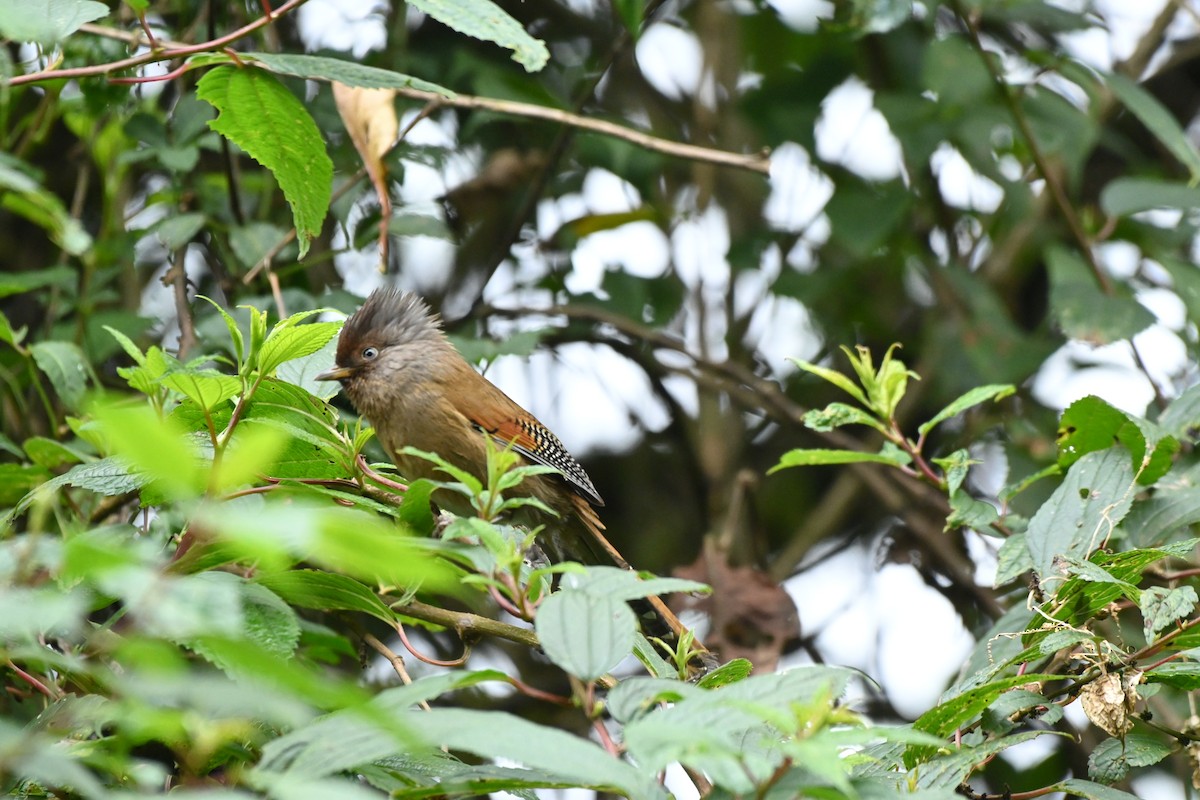 Rusty-fronted Barwing - ML510501841