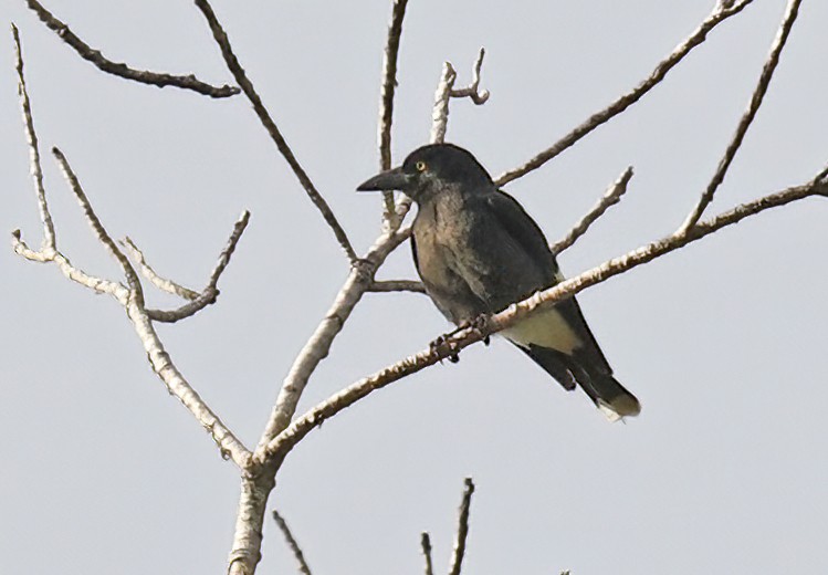 Pied Currawong - ML510503191