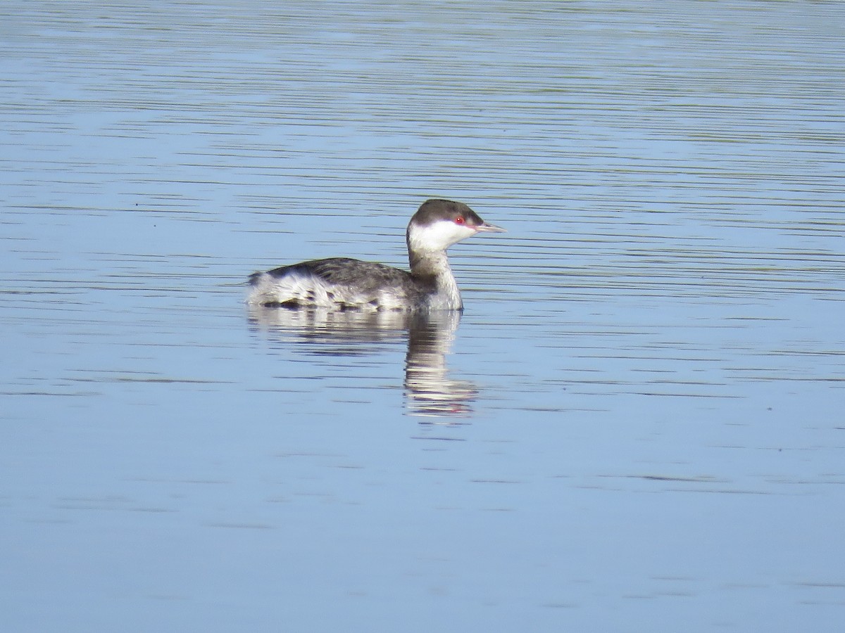 Horned Grebe - ML510503831