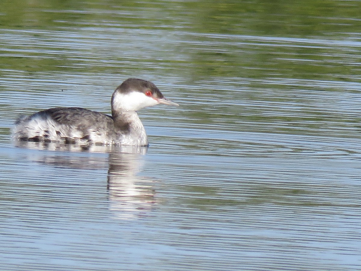 Horned Grebe - ML510503841