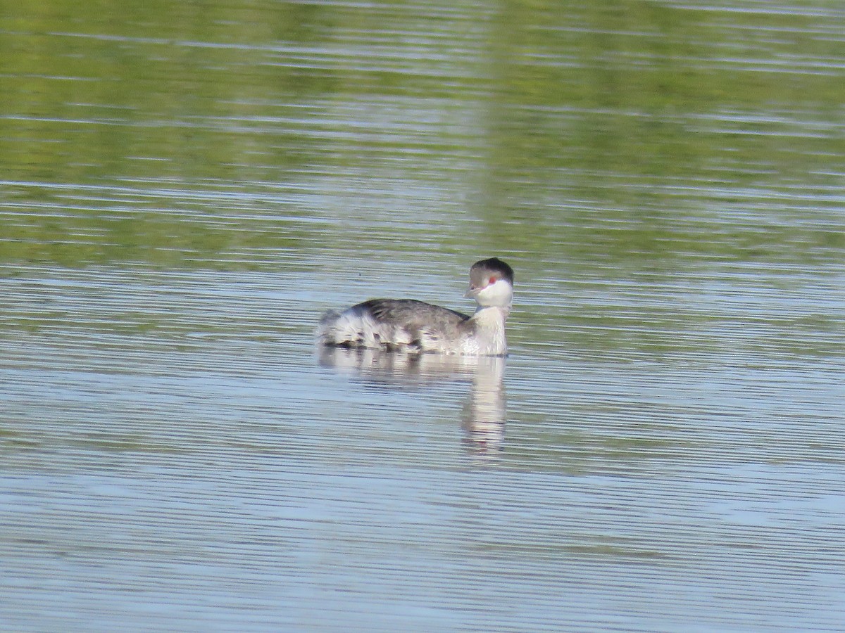 Horned Grebe - ML510503851