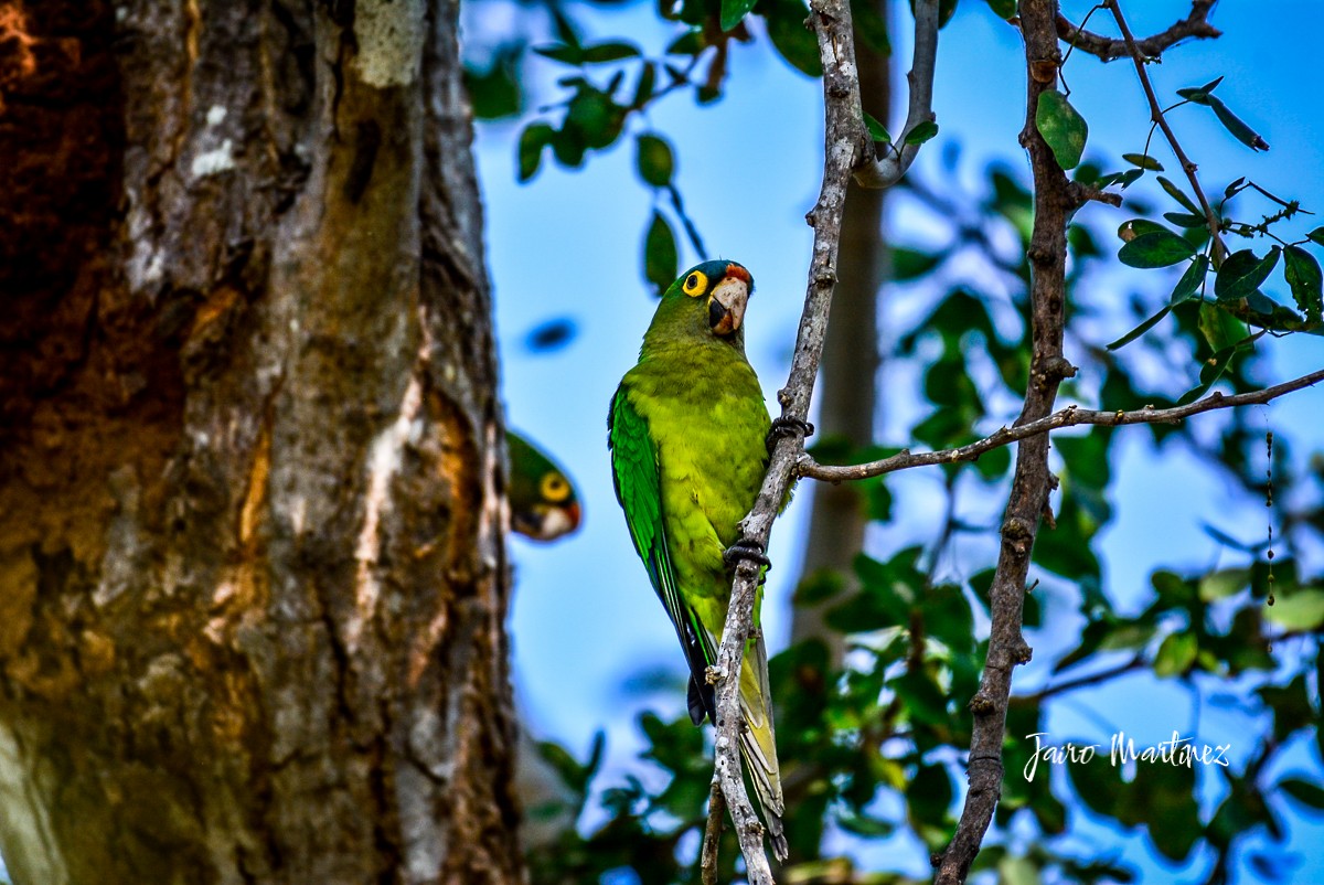 Orange-fronted Parakeet - Jairo Martínez