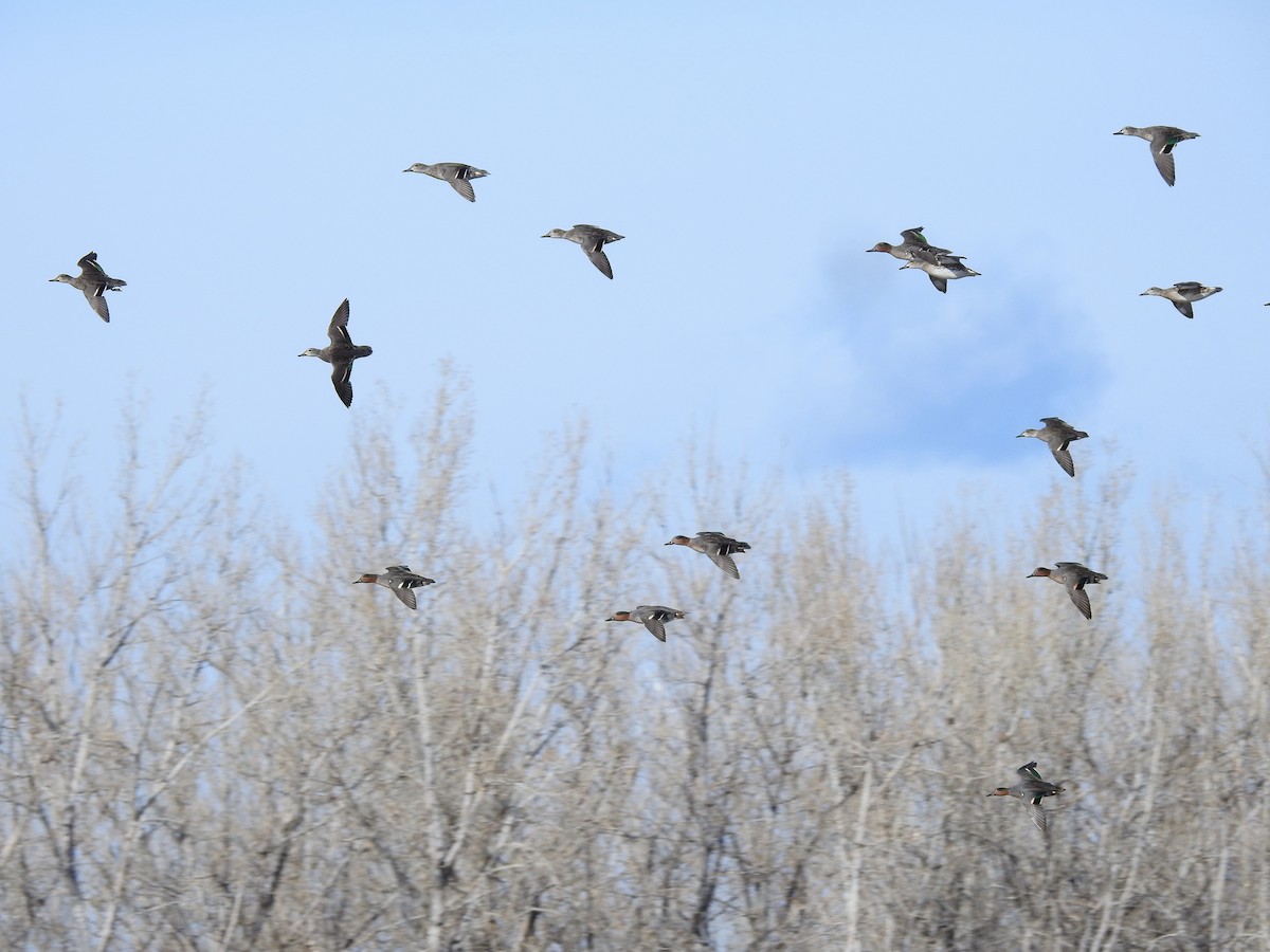 Green-winged Teal - ML510504031