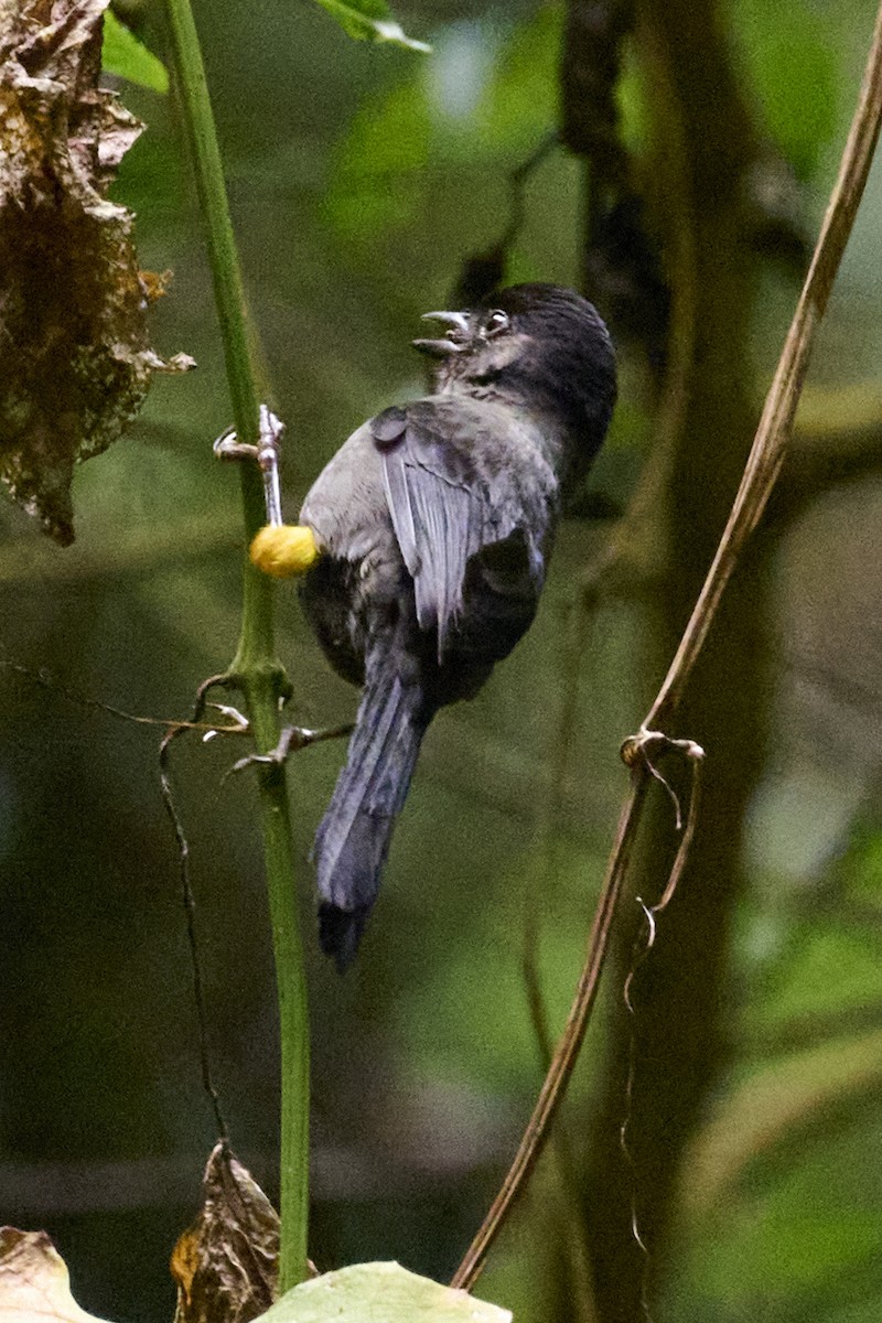 Yellow-thighed Brushfinch - George Ross