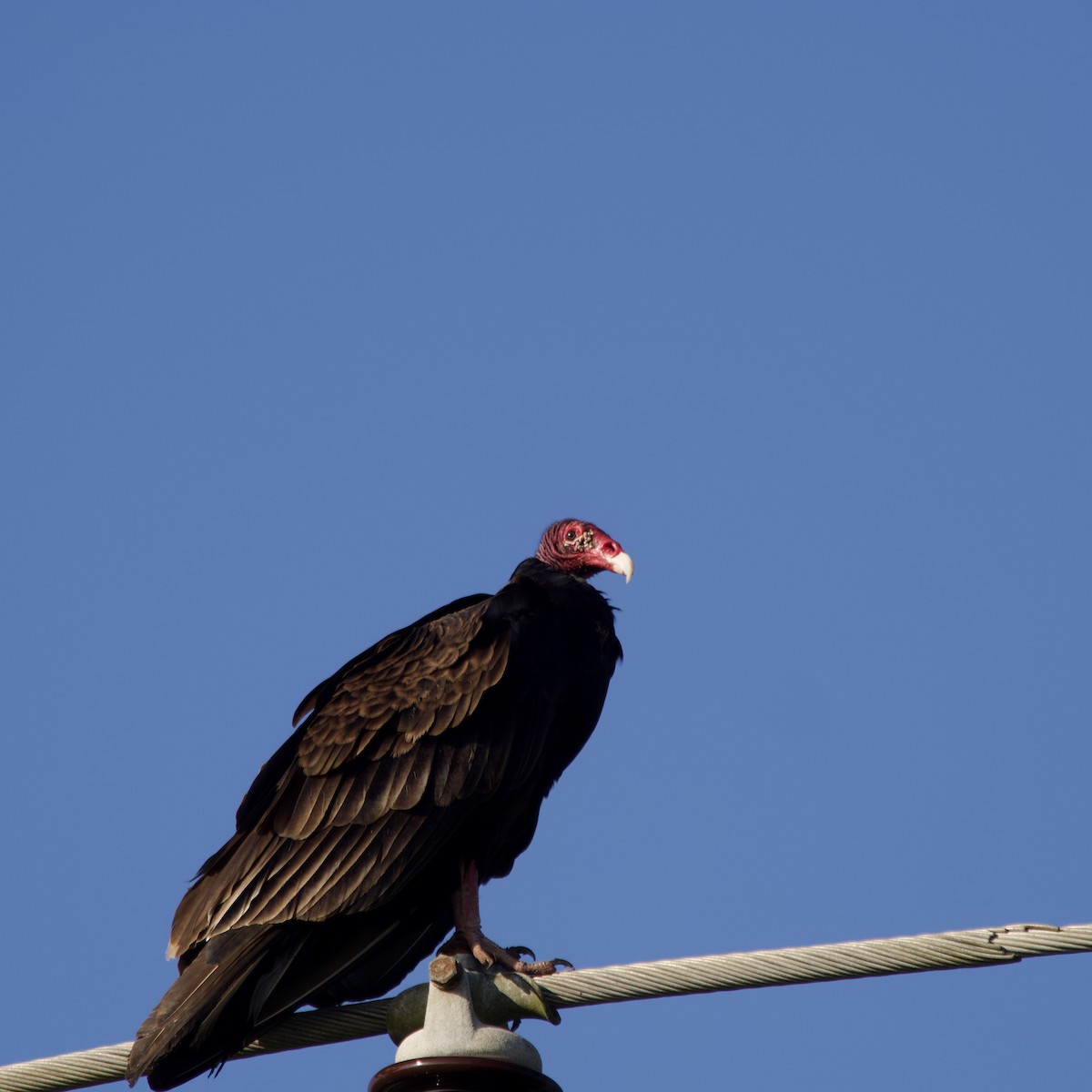 Turkey Vulture - ML510505131