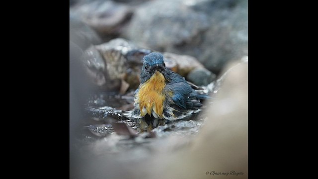 Tickell's Blue Flycatcher - ML510505851