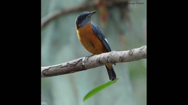 Blue-capped Rock-Thrush - ML510506151