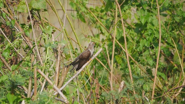 Common Cuckoo - ML510506701