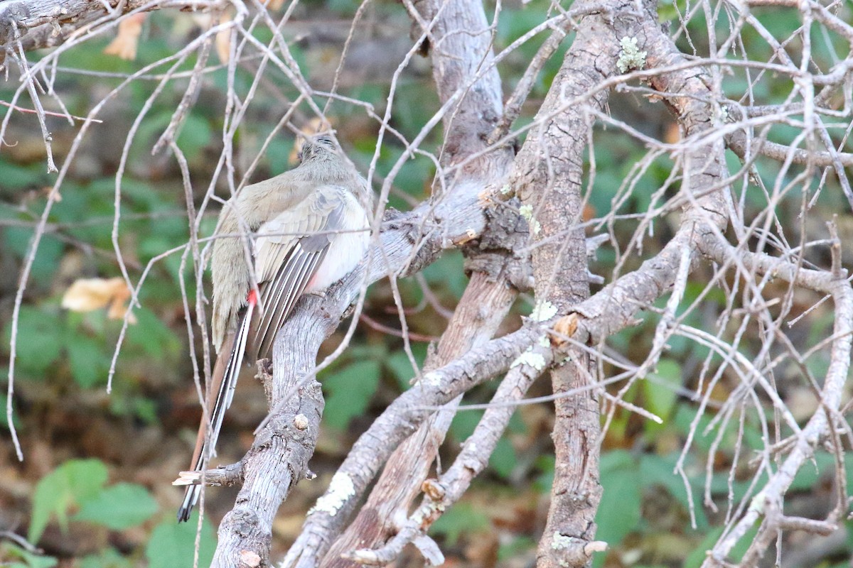 Trogon élégant - ML510506741