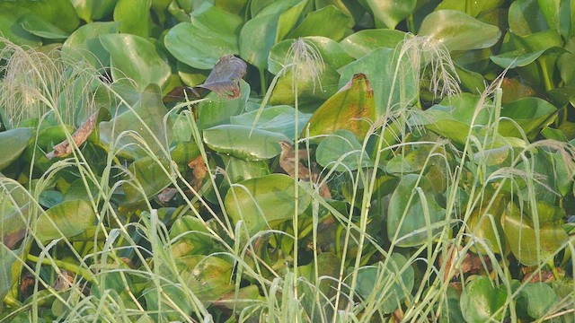 Pallas's Grasshopper Warbler - ML510506951