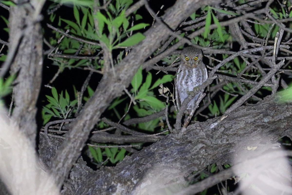 Elf Owl - ML510507471