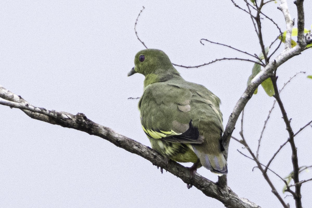 Pink-necked Green-Pigeon - Ralf Weinand