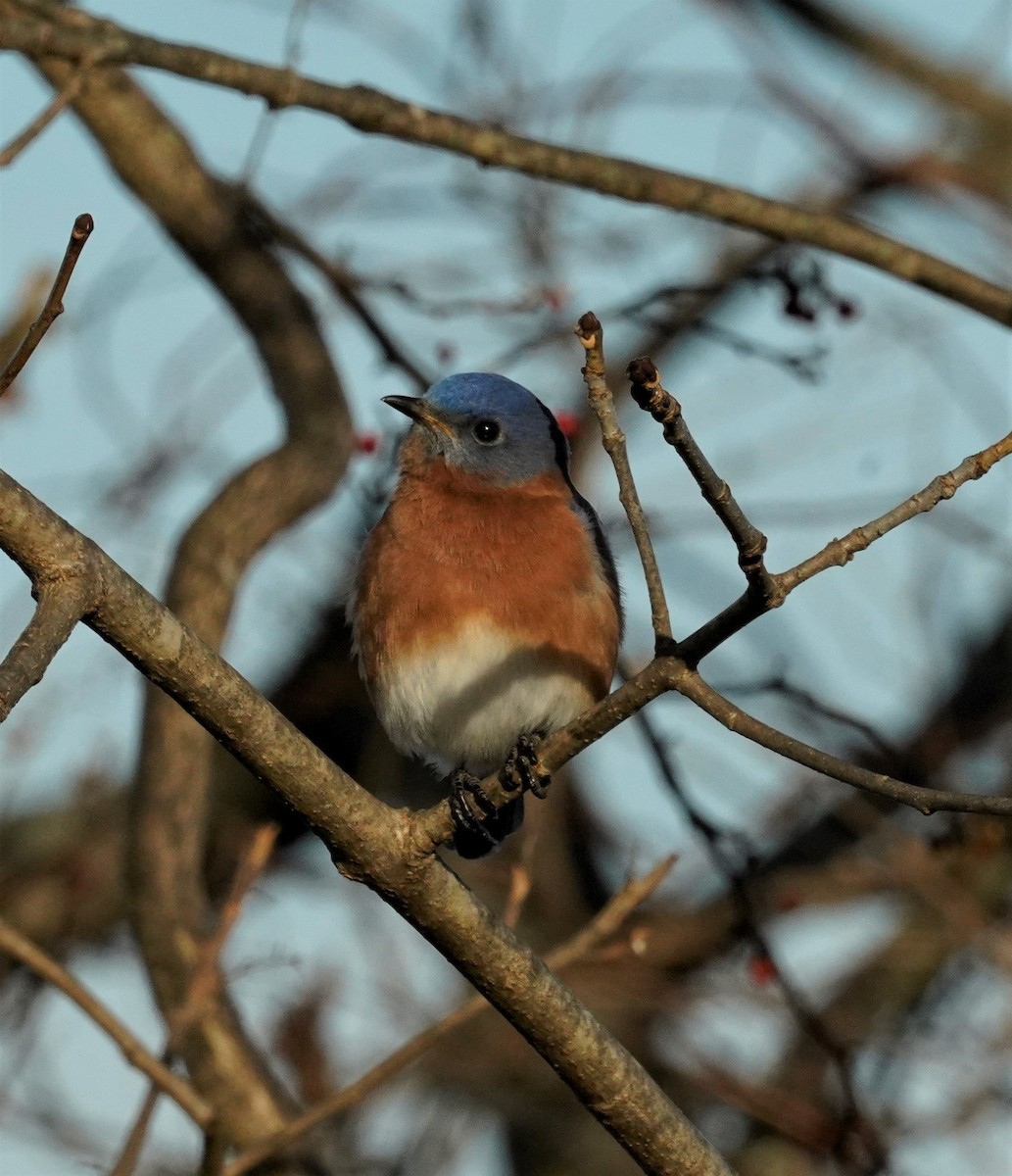 Eastern Bluebird - ML510509481