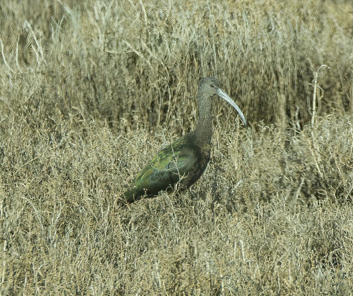 White-faced Ibis - ML510509961