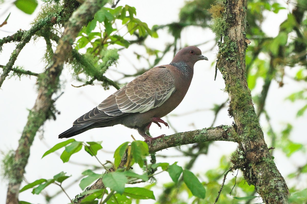 Picazuro Pigeon - Paul Tavares