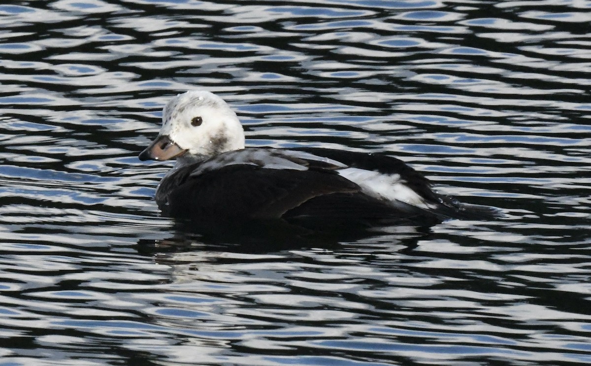 Long-tailed Duck - ML510512161
