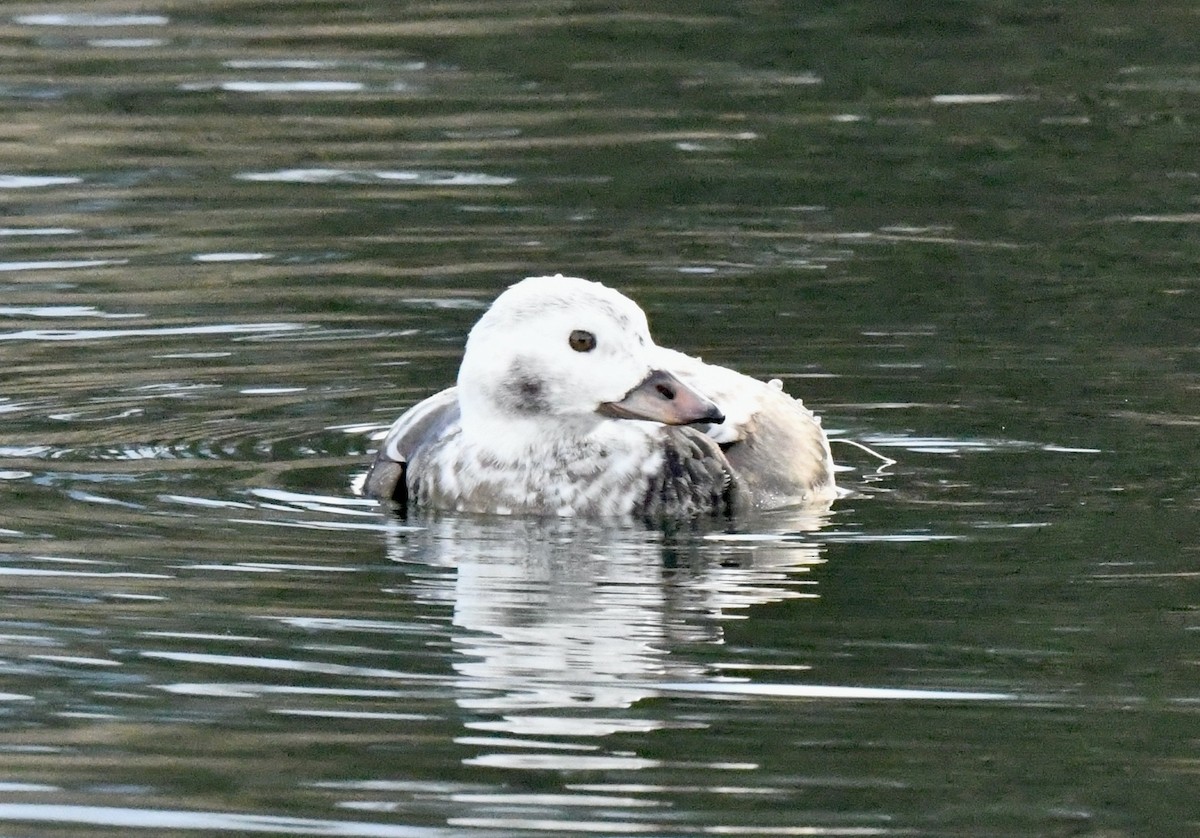 Long-tailed Duck - ML510512281