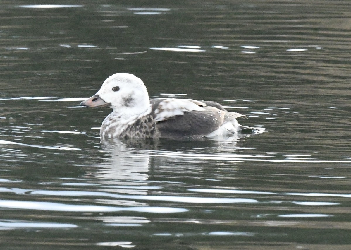 Long-tailed Duck - ML510512291