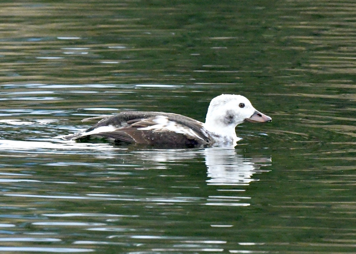 Long-tailed Duck - ML510512301