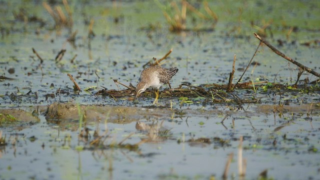 Wood Sandpiper - ML510512341