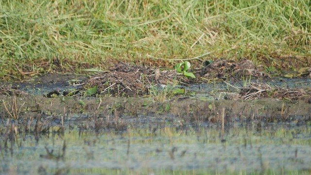 Common Snipe - ML510512441