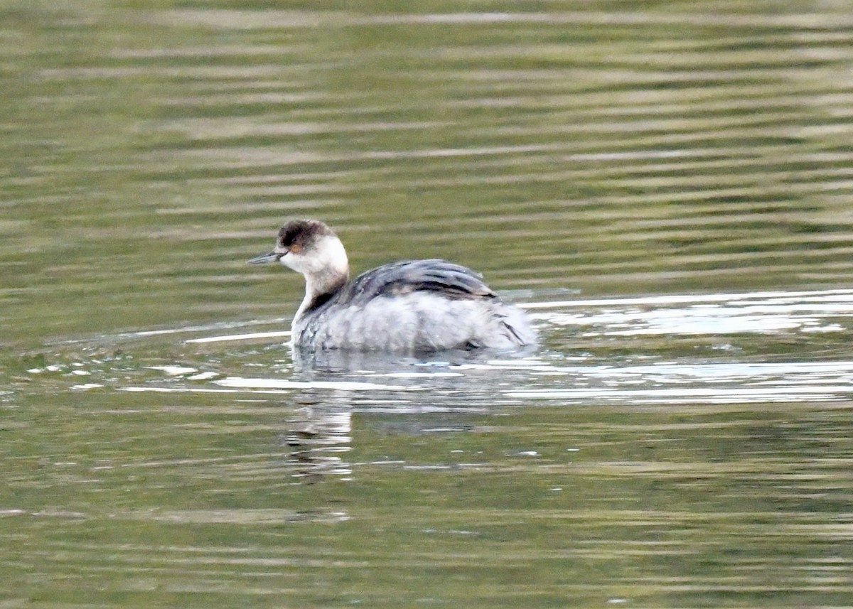 Eared Grebe - ML510512461