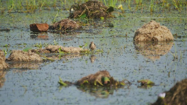 Common Snipe - ML510512601