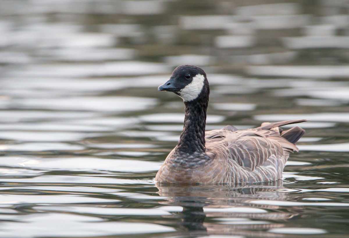 Cackling Goose (minima) - Braxton Landsman