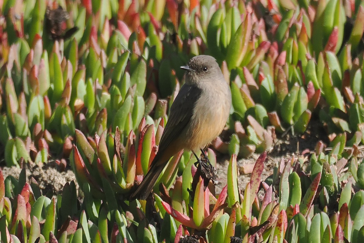 Mosquero Llanero - ML510513461