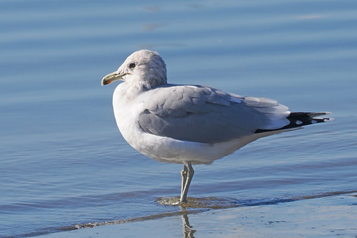 California Gull - ML510513591