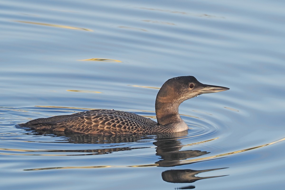 Common Loon - Donna Pomeroy