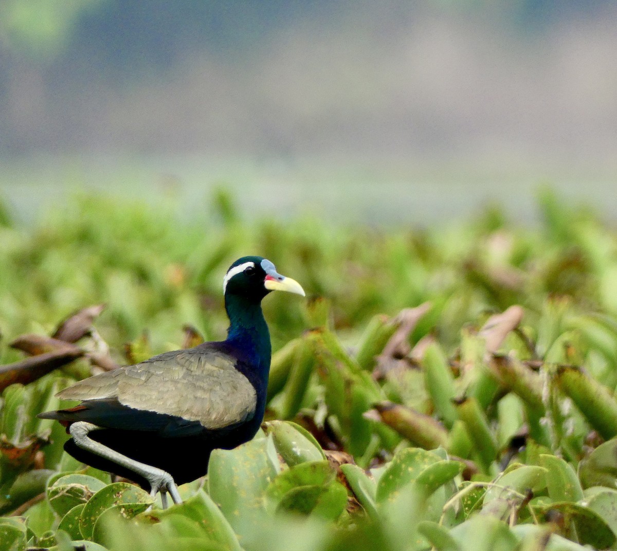 Bronze-winged Jacana - ML510514241