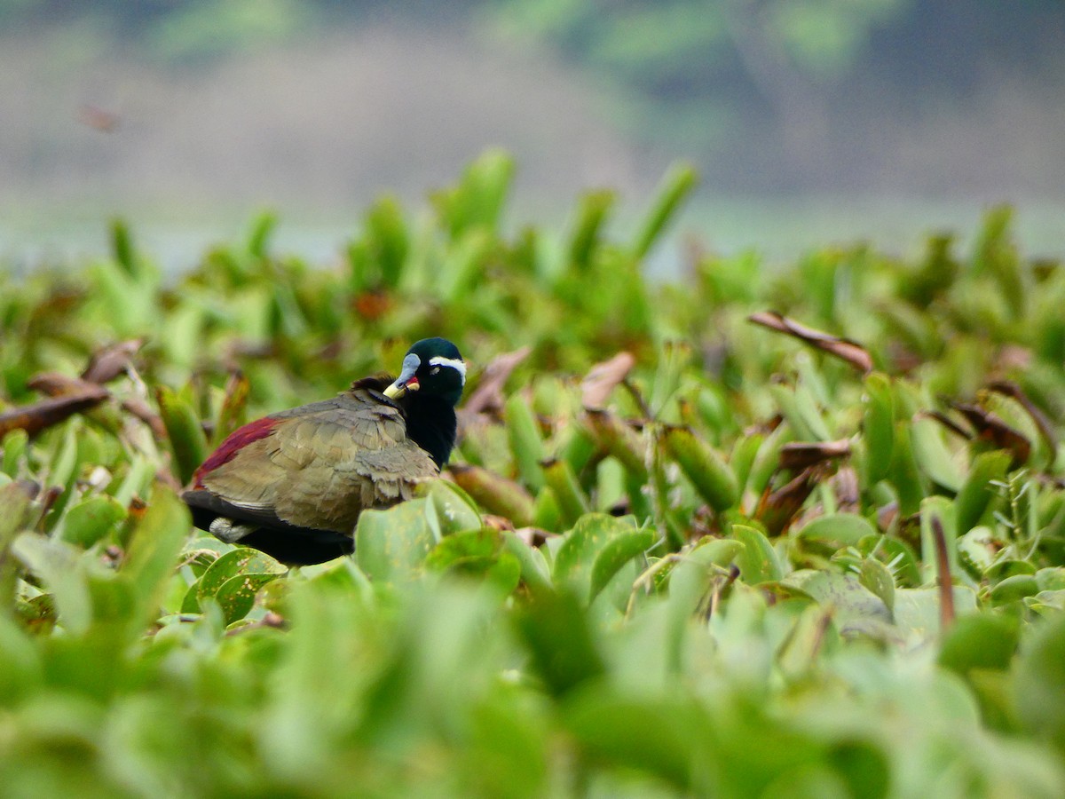 Jacana Bronceada - ML510514311