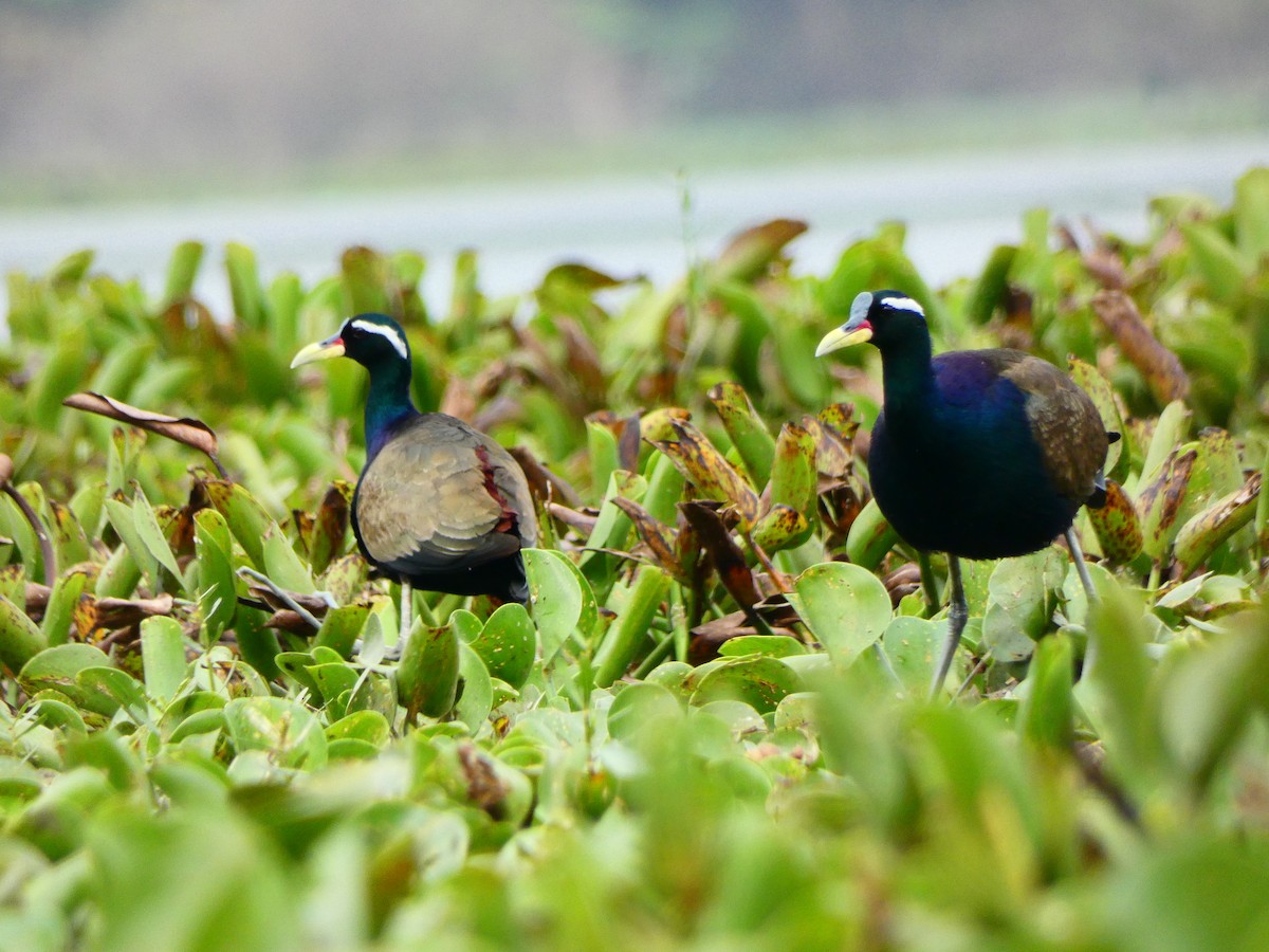 Bronze-winged Jacana - ML510514321